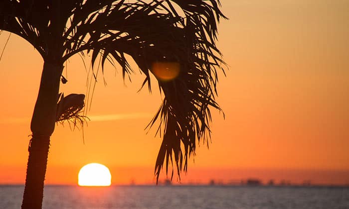 A beautiful orange sunset with a palm tree in the foreground sets over Punta Gorda, FL